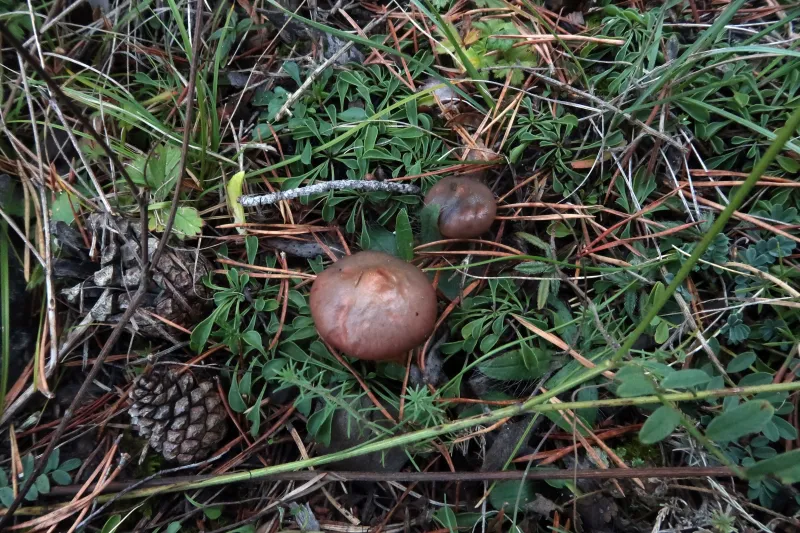 Chroogomphus rutilus 1 - IMG_5581